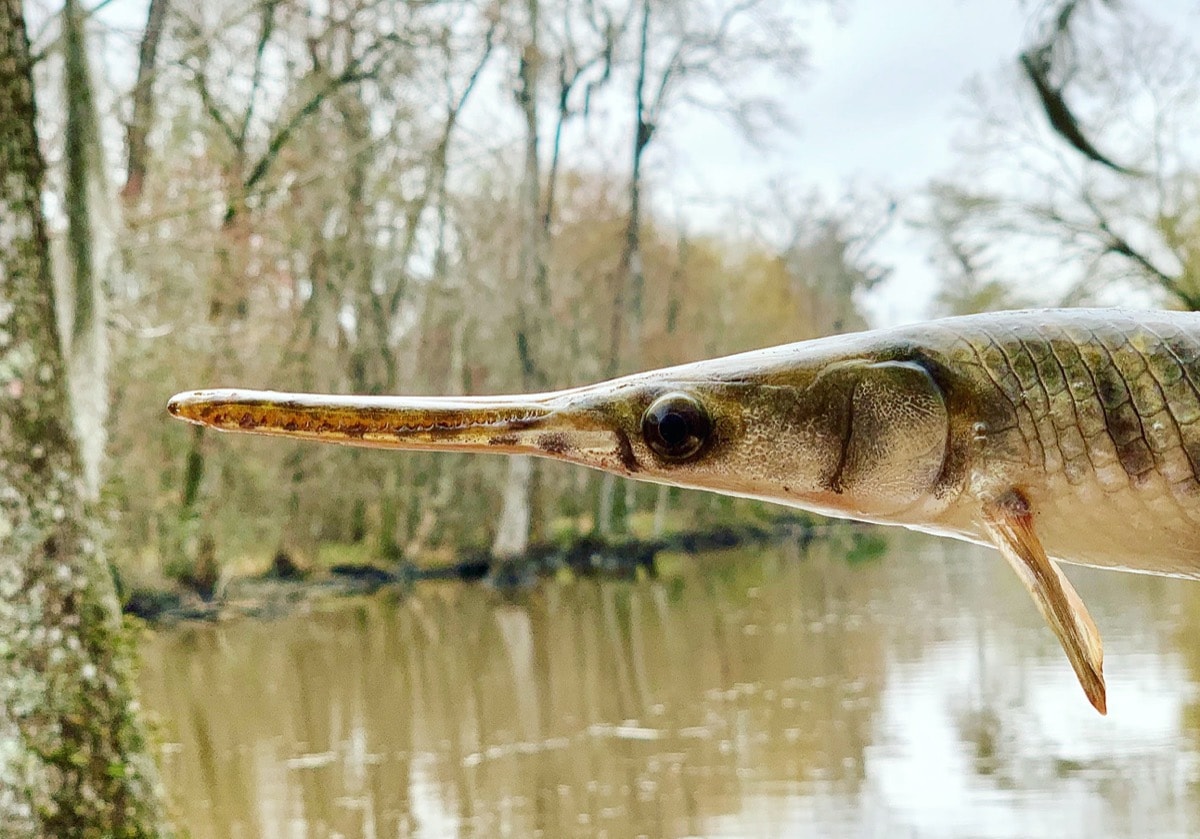 a close up of a spotted gar fish