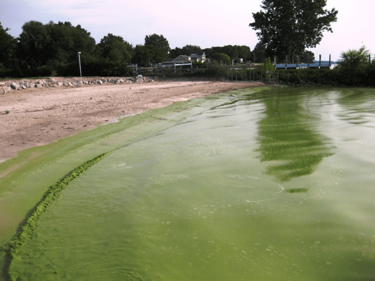 a shoreline of a lake that is completely coated in a bright green algae