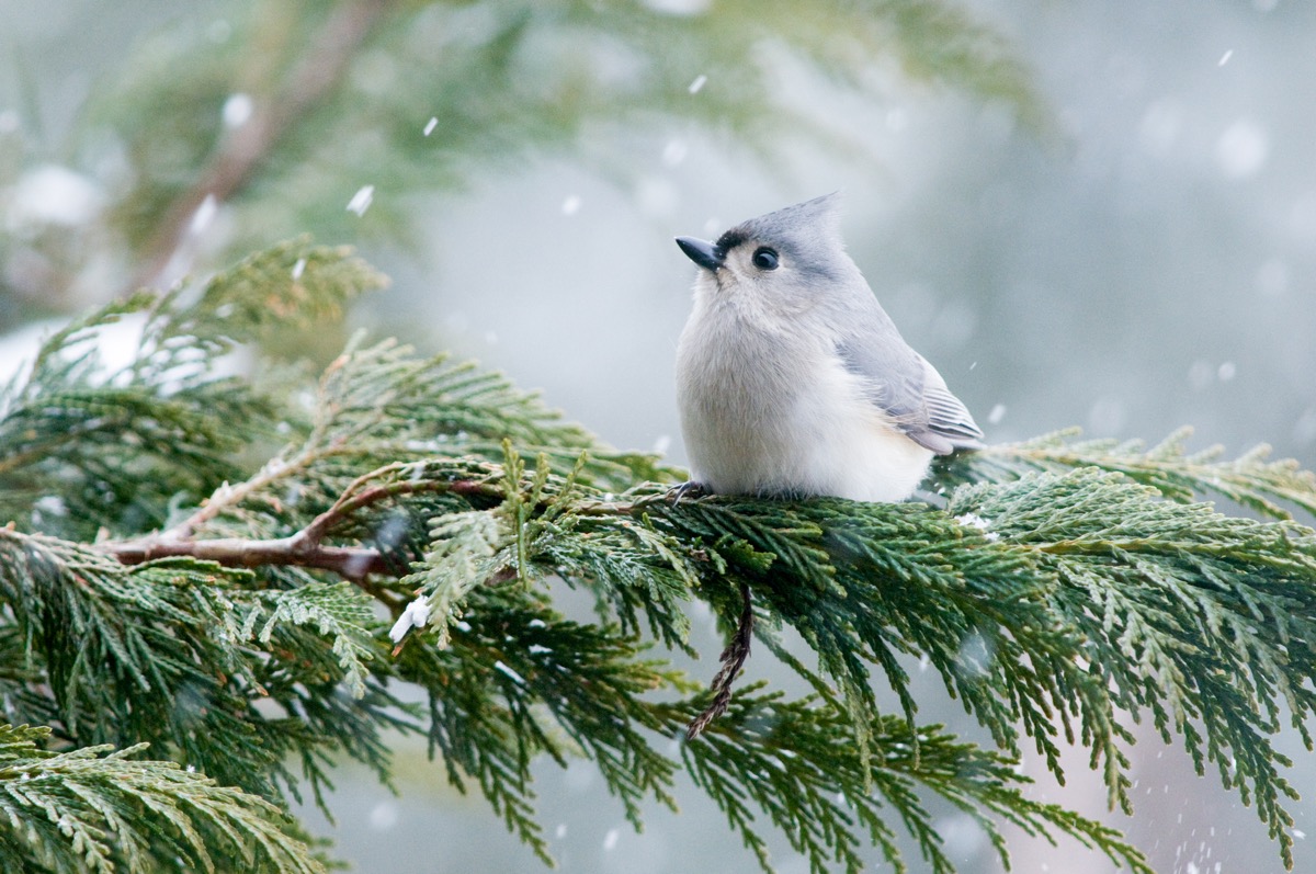 a small grey bird sits perched on a snowy branch