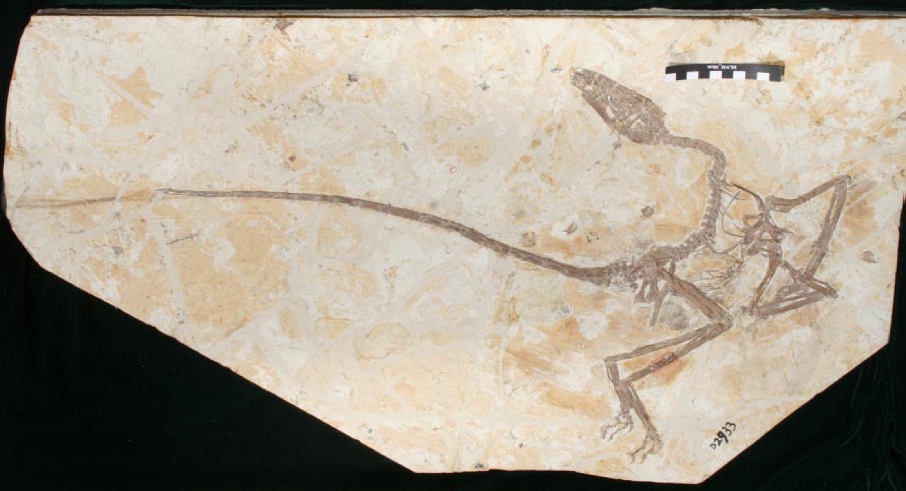 Meet The Dancing Dragon A Fierce Winged Dinosaur