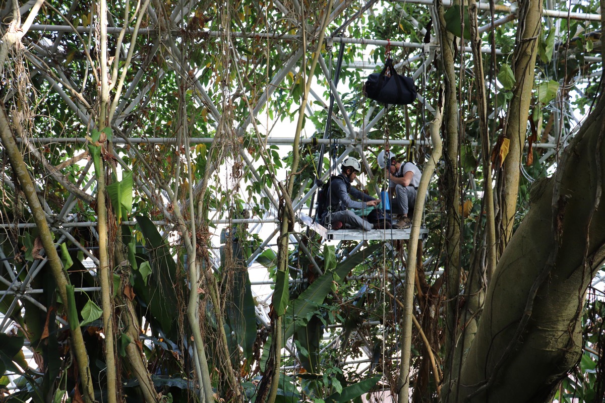 two researchers in helmets sit on a rig to study a lush green canopy