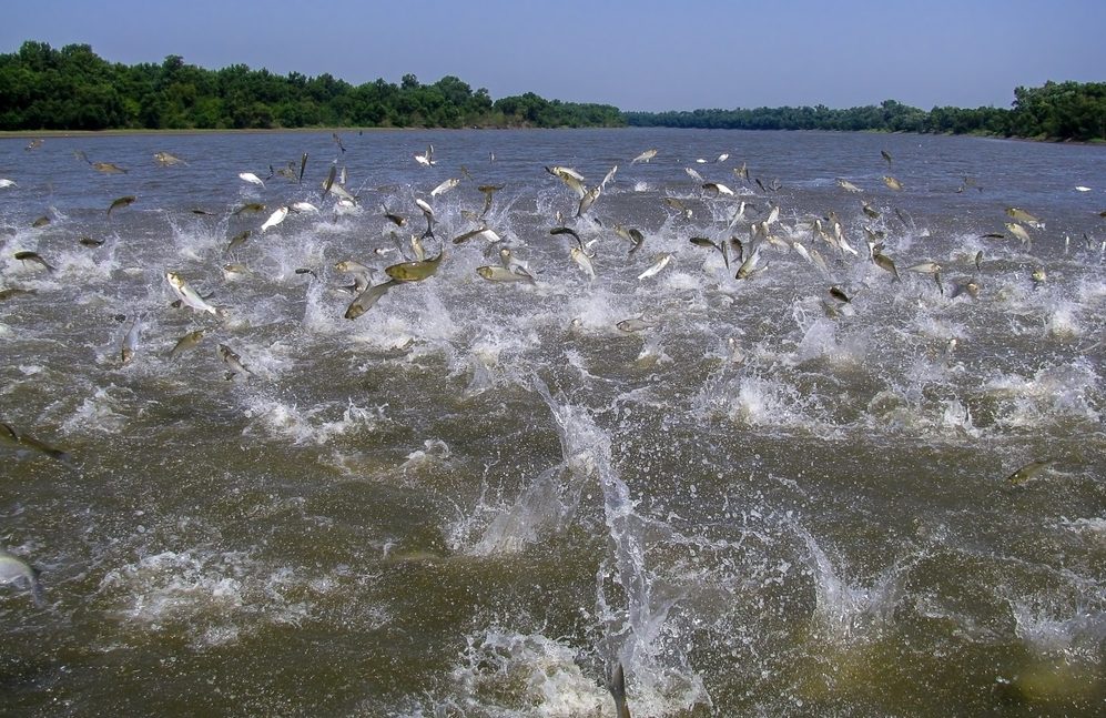 Flying Asian carp massively jump out of the water