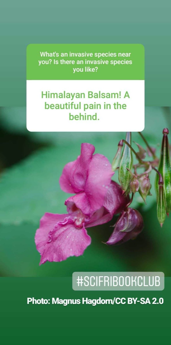 a screenshot of instagram. in the background is a pictures of a purple flower. text reads "himalayan balsam! a beautiful pain in the behind." 