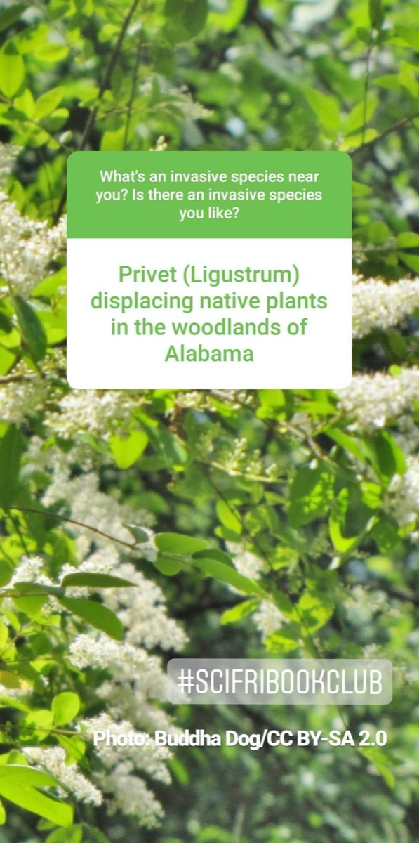 a screenshot of an instagram story. in the background is a photo of some plants with white puffy bits. the story reads "privet (ligustrum) displacing native plants in the woodlands of alabama"