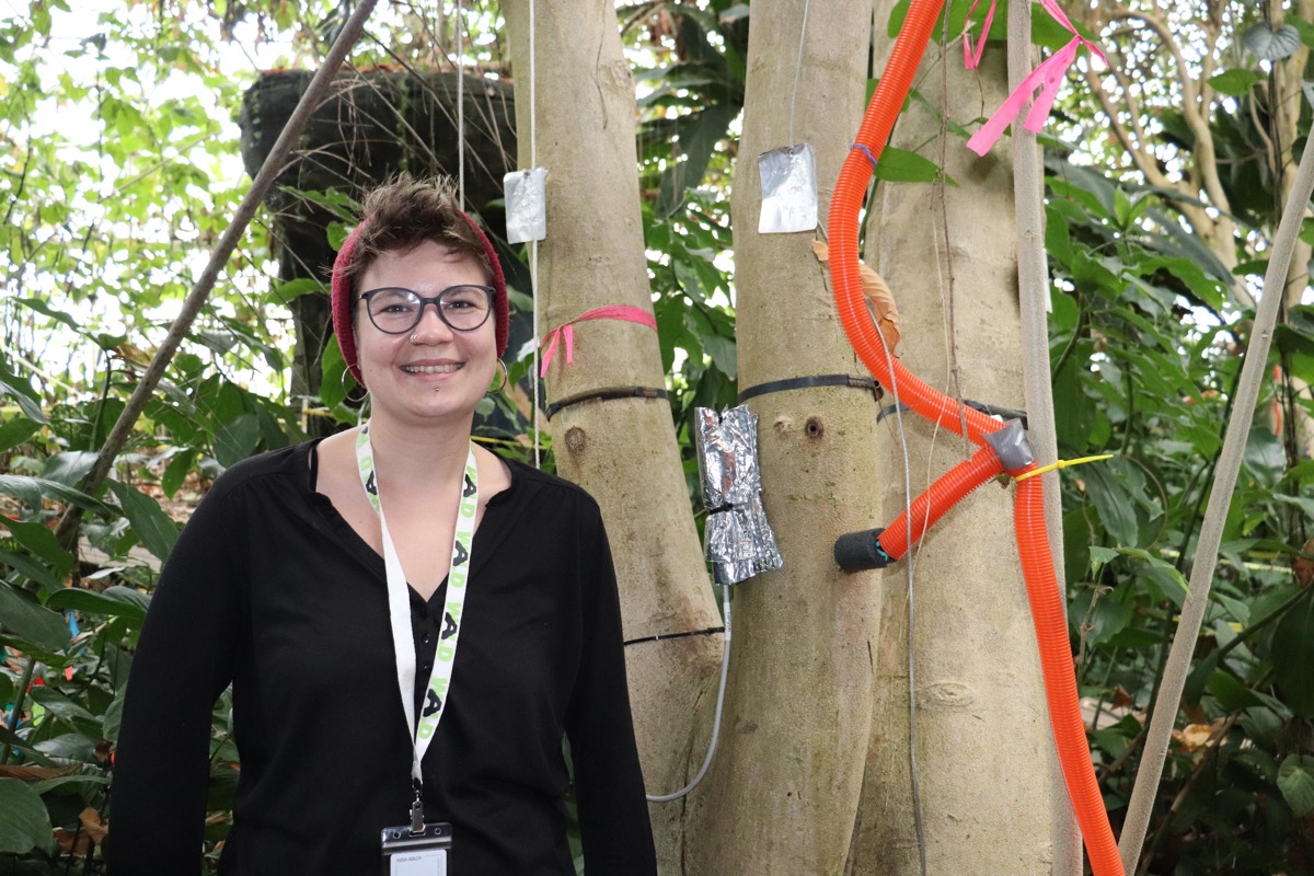 a researcher stands next to a tree that has many tubes and equipment strapped to it for data collection