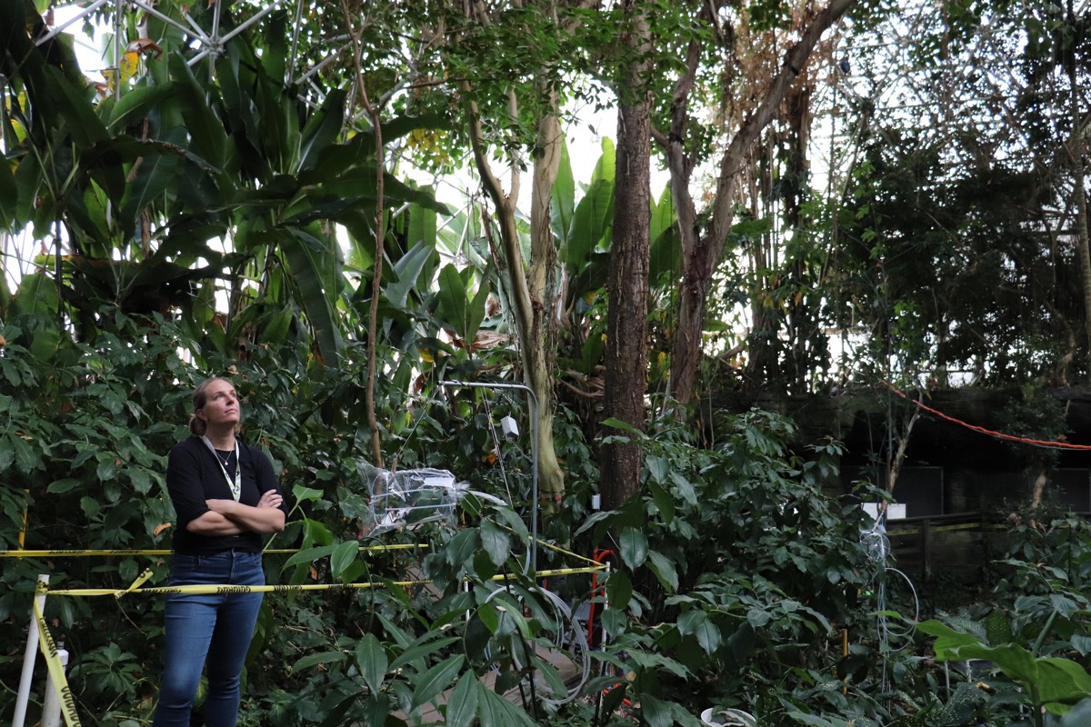 a woman with science gear stands at the bottom of a rainforest floor looking up at the canopy