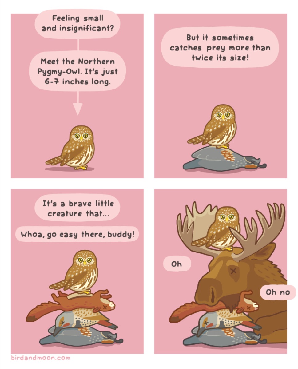 a colored comic of an owl. panel 1: "feeling small and insignificant" with another bubble that reads "meet the northern pygmy-owl. it's just 6-7 inches long" pointing down to an owl. panel 2: "but it sometimes catches prey more than twice its size!" the owl stands above a dead pheasant. panel 3: "it's a brave little creature... whoa, go easy there, buddy!" the owl is now standing atop a pile of prey. panel 4: the owl now stands atop its prey AND a moose.