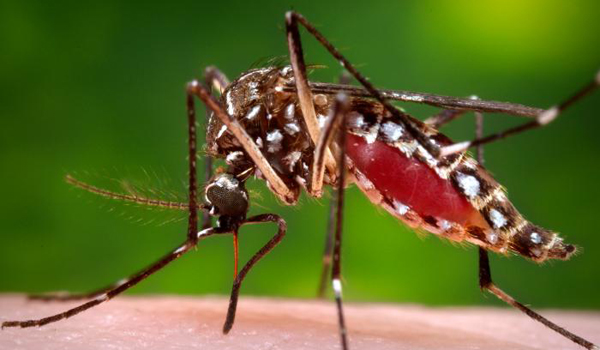 A female Aedes aegypti mosquito.