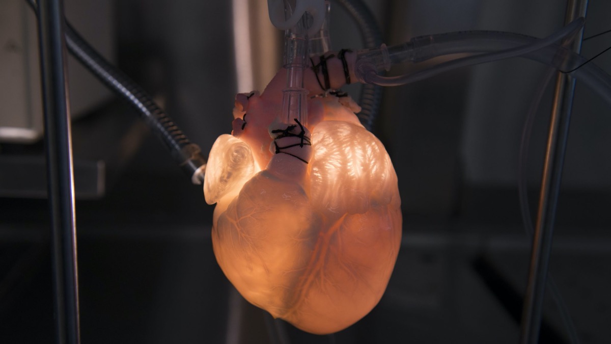 a white heart attached to tubing. it glows from a light shining behind it