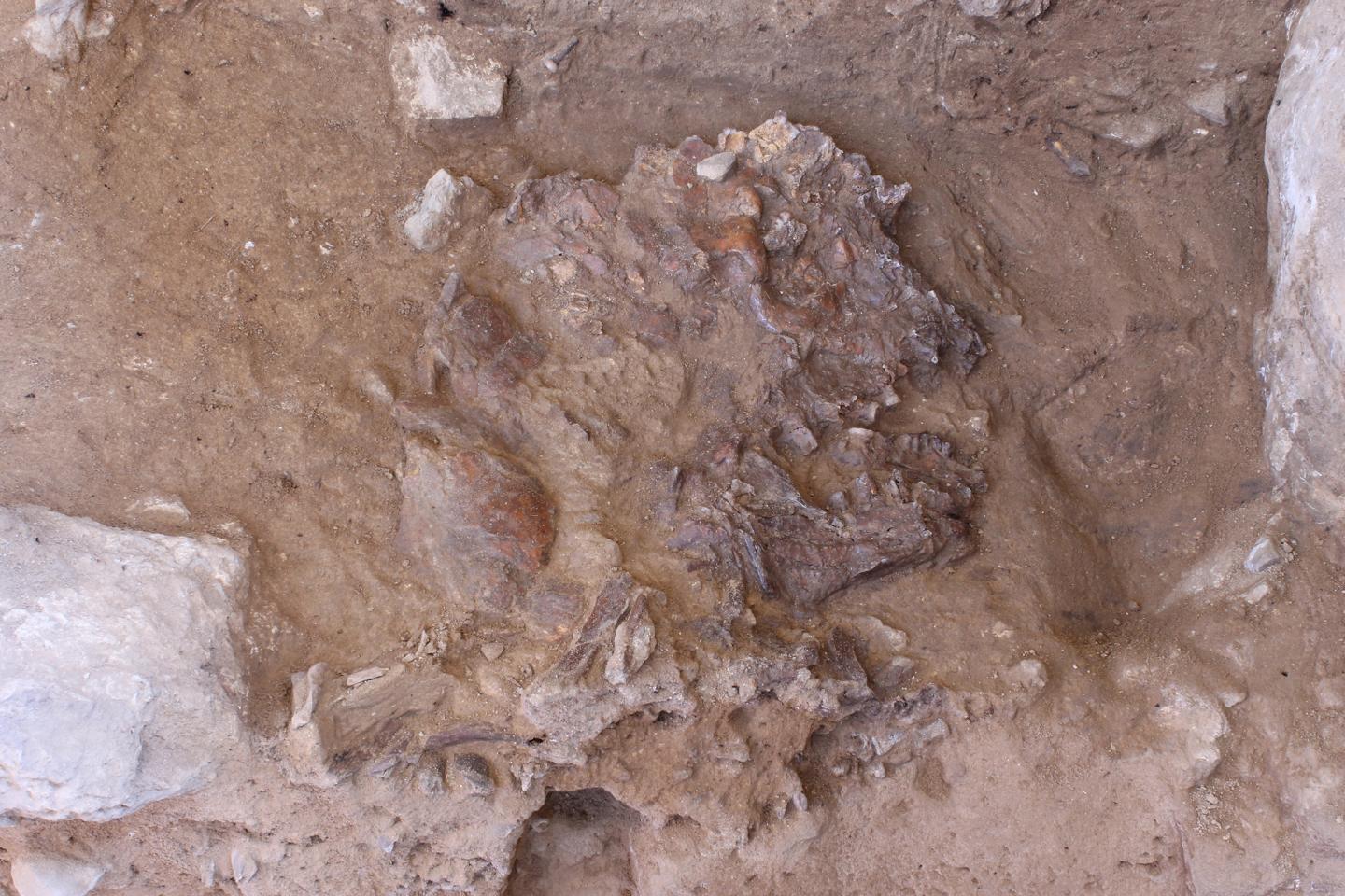fossilized remains of a skull buried in the ground