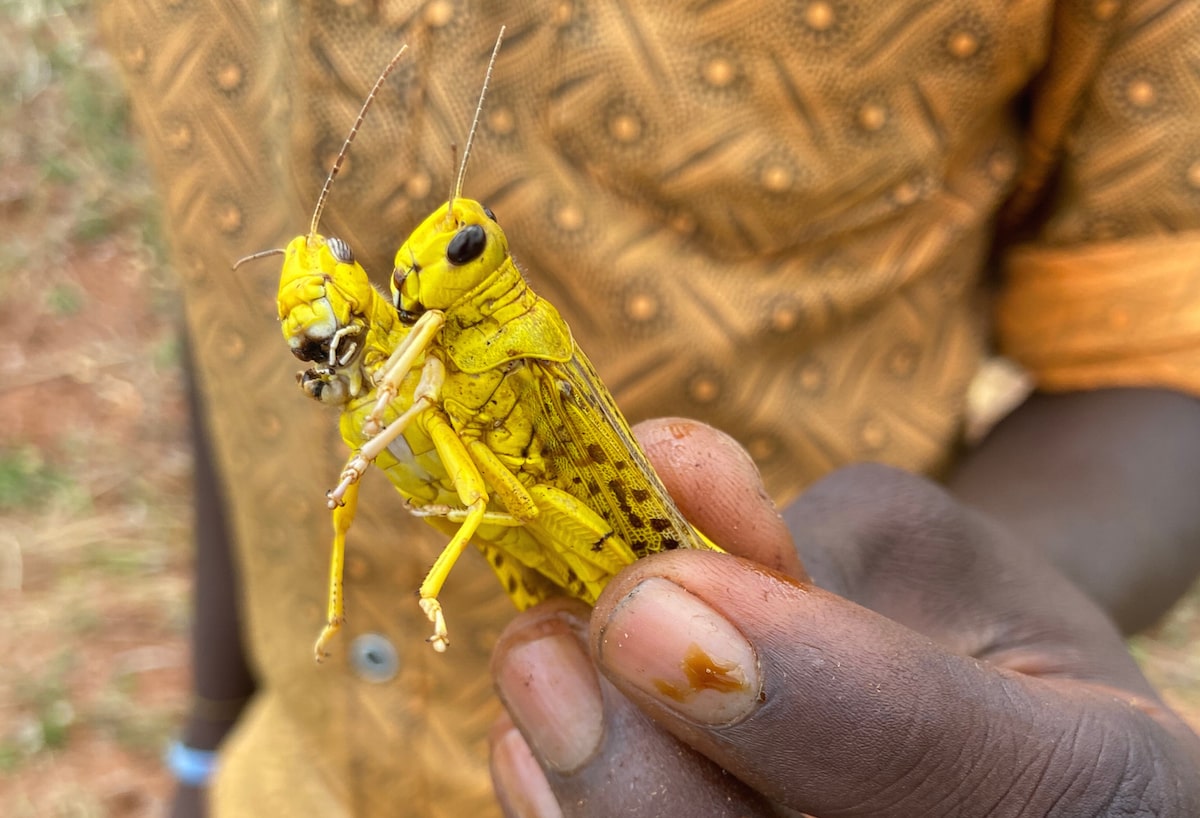 a man holds two yellow locusts