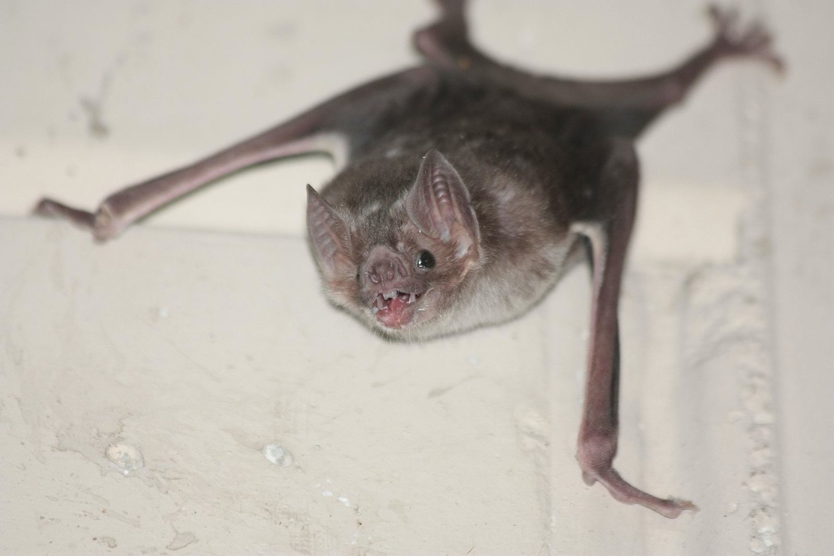 a bat with its head cocked to the side clinging to the ceiling