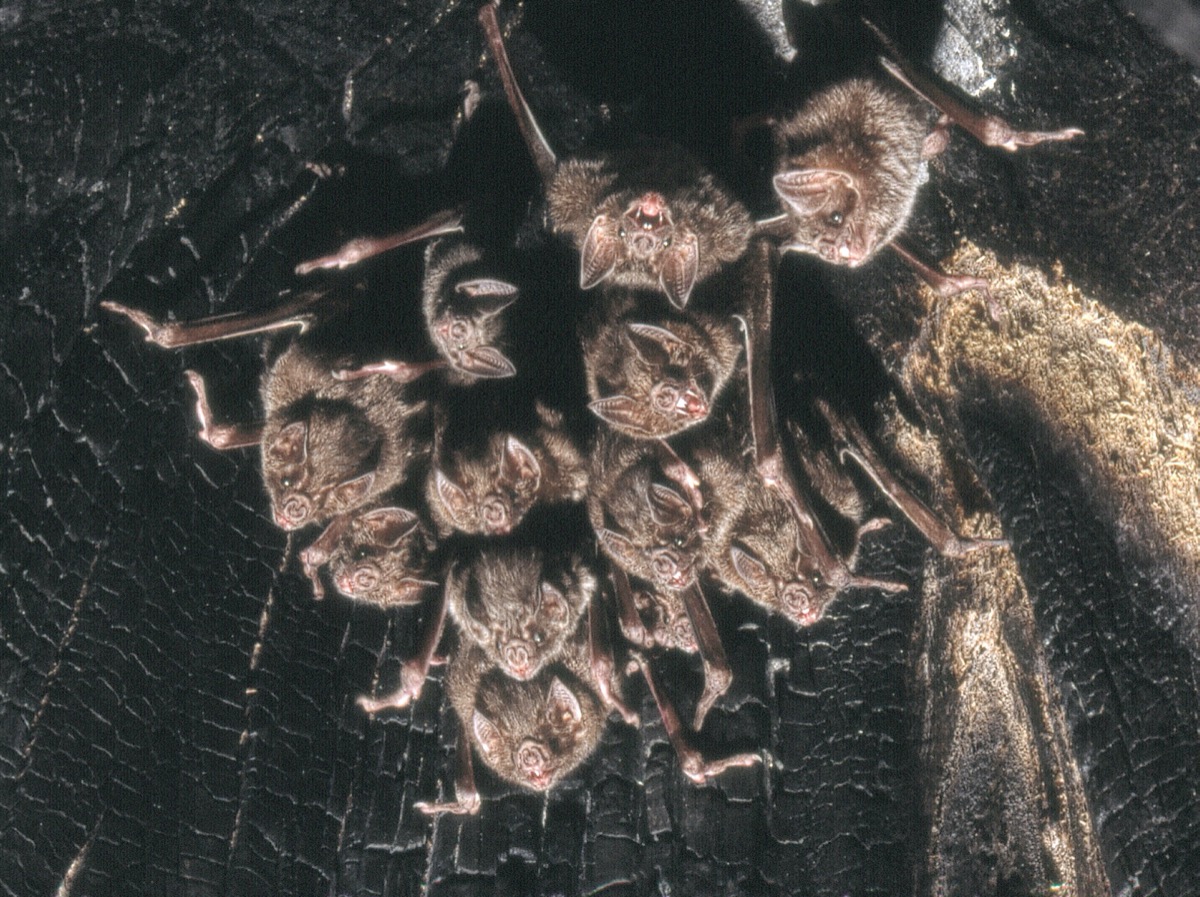 a roost of bats hanging from a cave