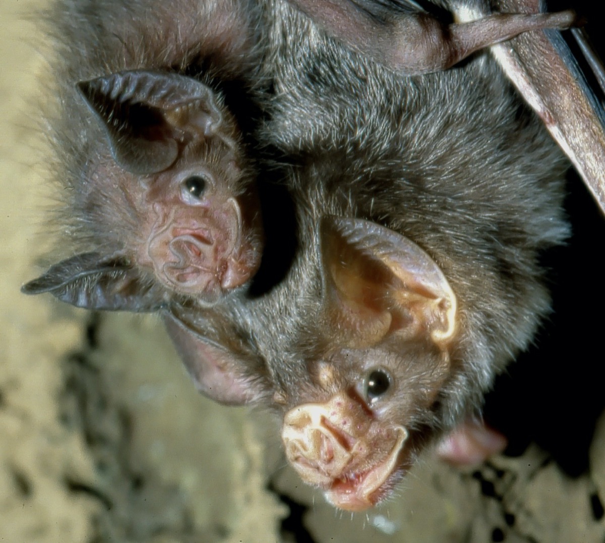 two bats nestled together in a cave