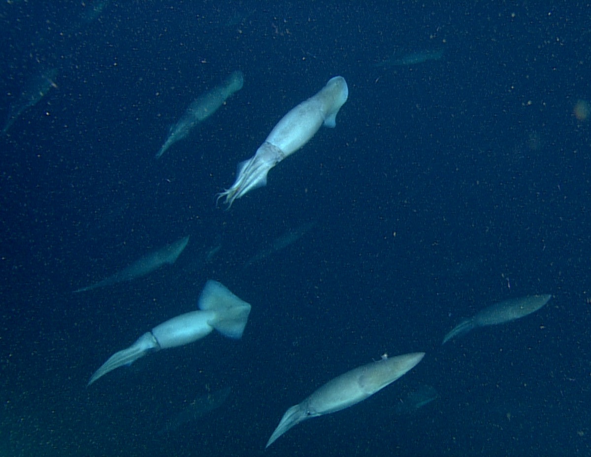 a bunch of squid swimming in the ocean