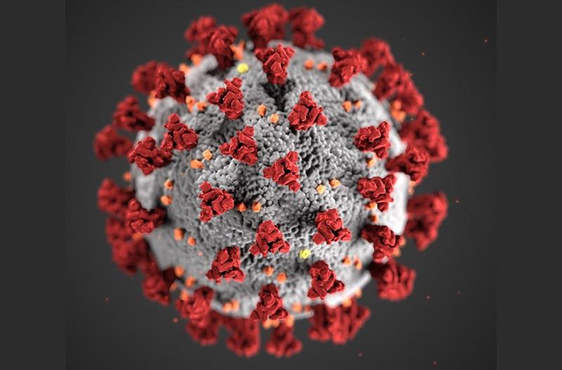 a 3d model of a cell of coronavirus