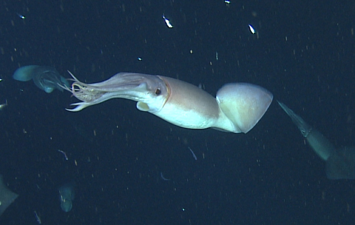 one squid. it's underside is a lighter white color, while it's top is a light red