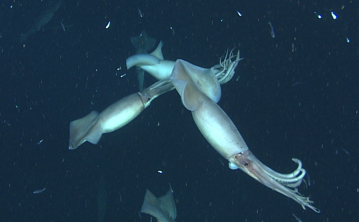 three humboldt squid in the ocean