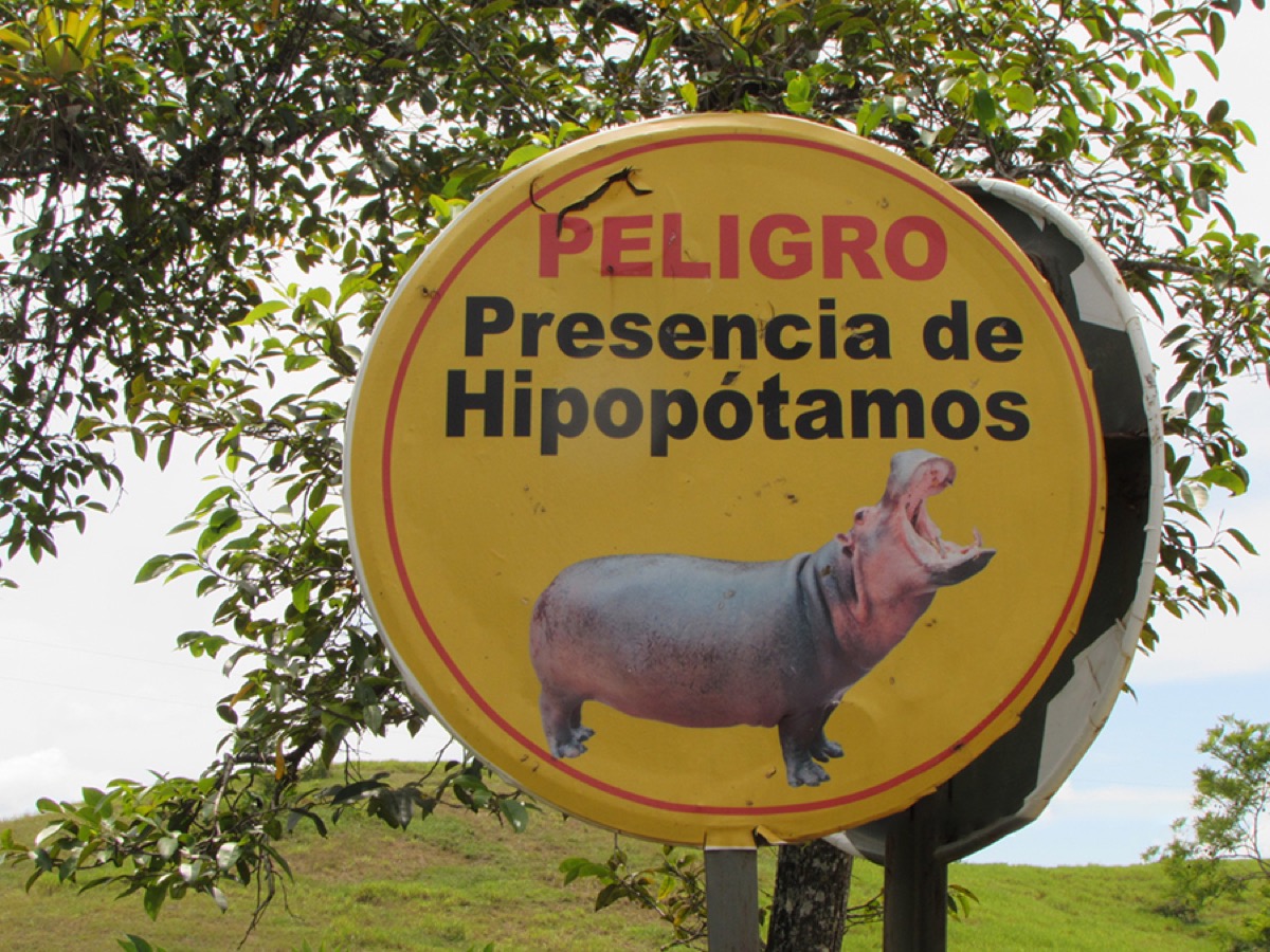 a yellow circular sign of a hippo which reads: peligro presencia de hipopotamos