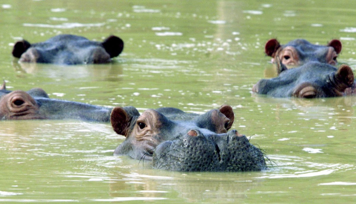 a herd of hippos poking their heads above water