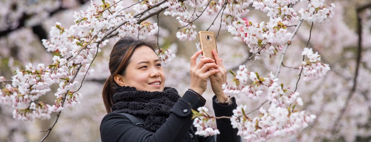 A woman holds her phone up to take photos of pink cherry blossoms on a tree