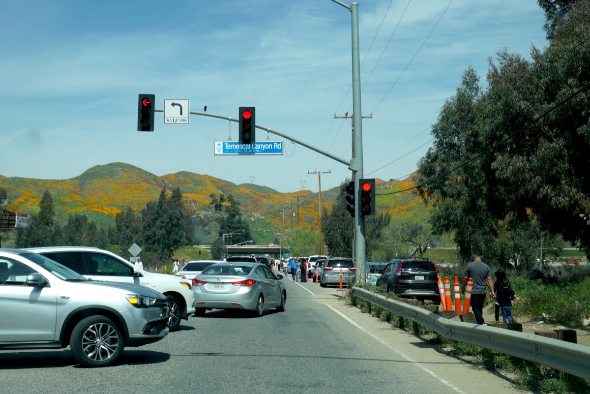 rows of cars are back up at the entry point to the canyon, waiting to see the superbloom 