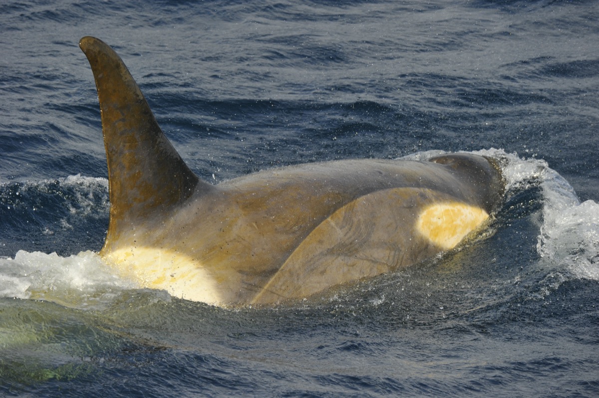 pyon pyon — Narwhals, narwhals swimming in the ocean, causing
