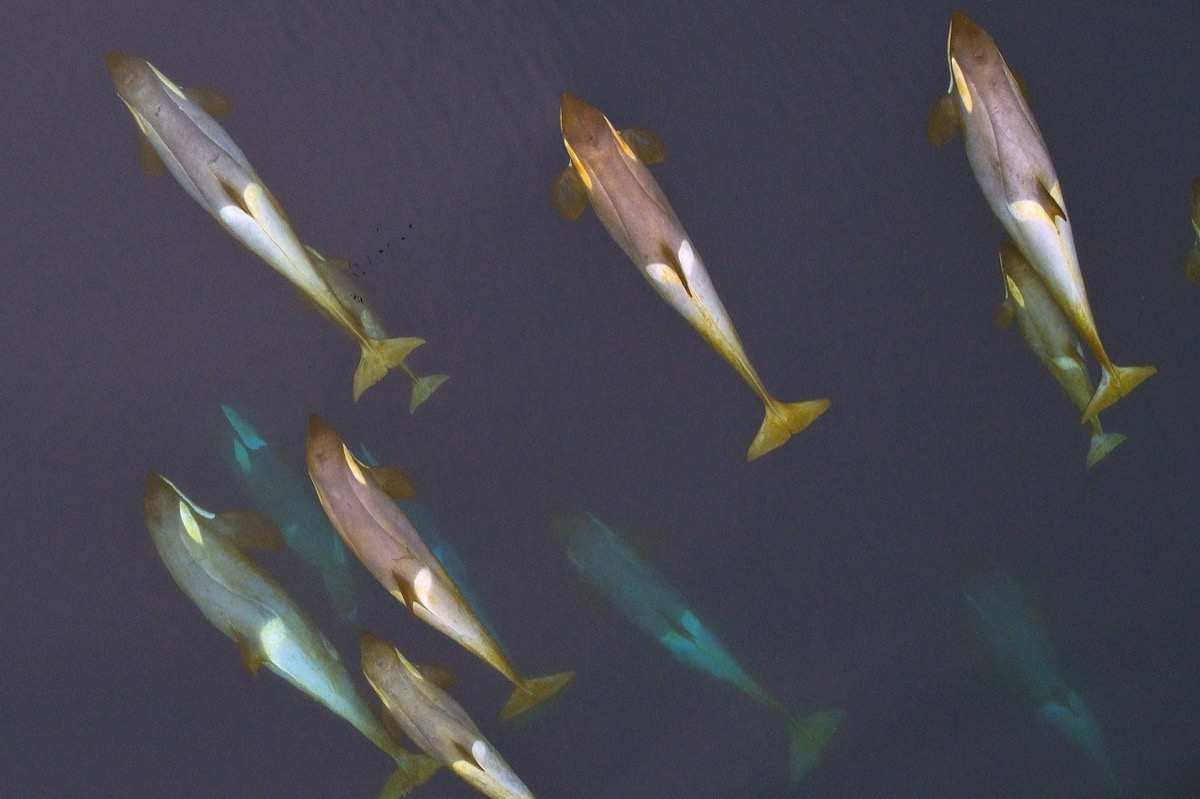 a pod of whales seen from over head. you can see some of them are coated in a yellow film