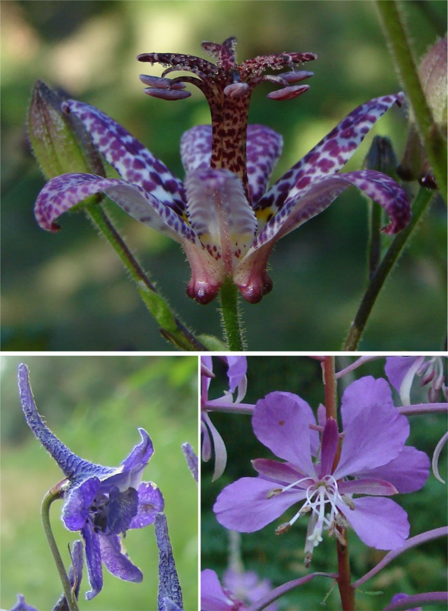 three different images each with a different species of purple flower