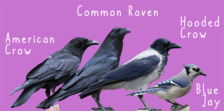 What Puzzle-Solving Crows Can Teach Us About Animal Intelligence