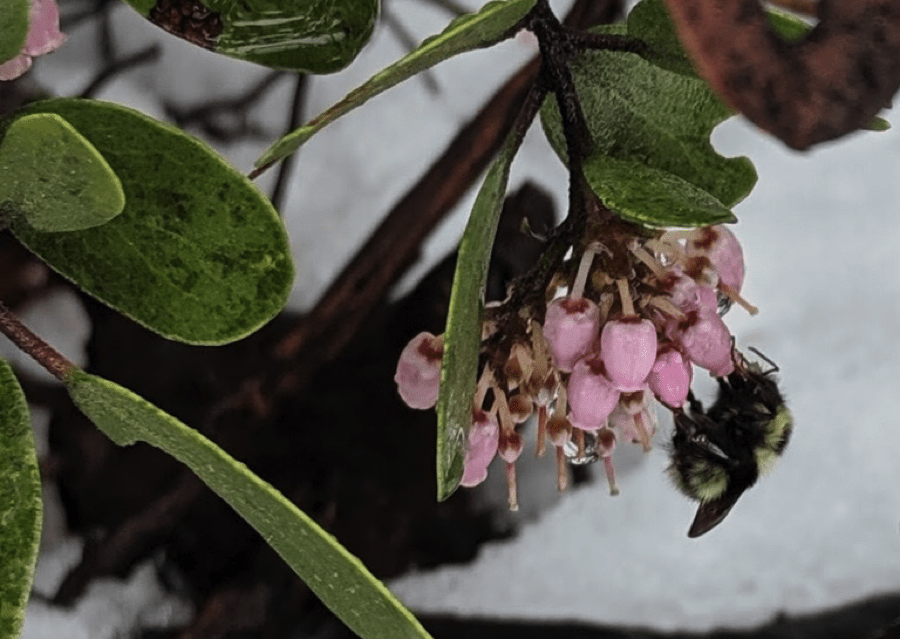 a bumblebee is on a bunch of small pink flower buds