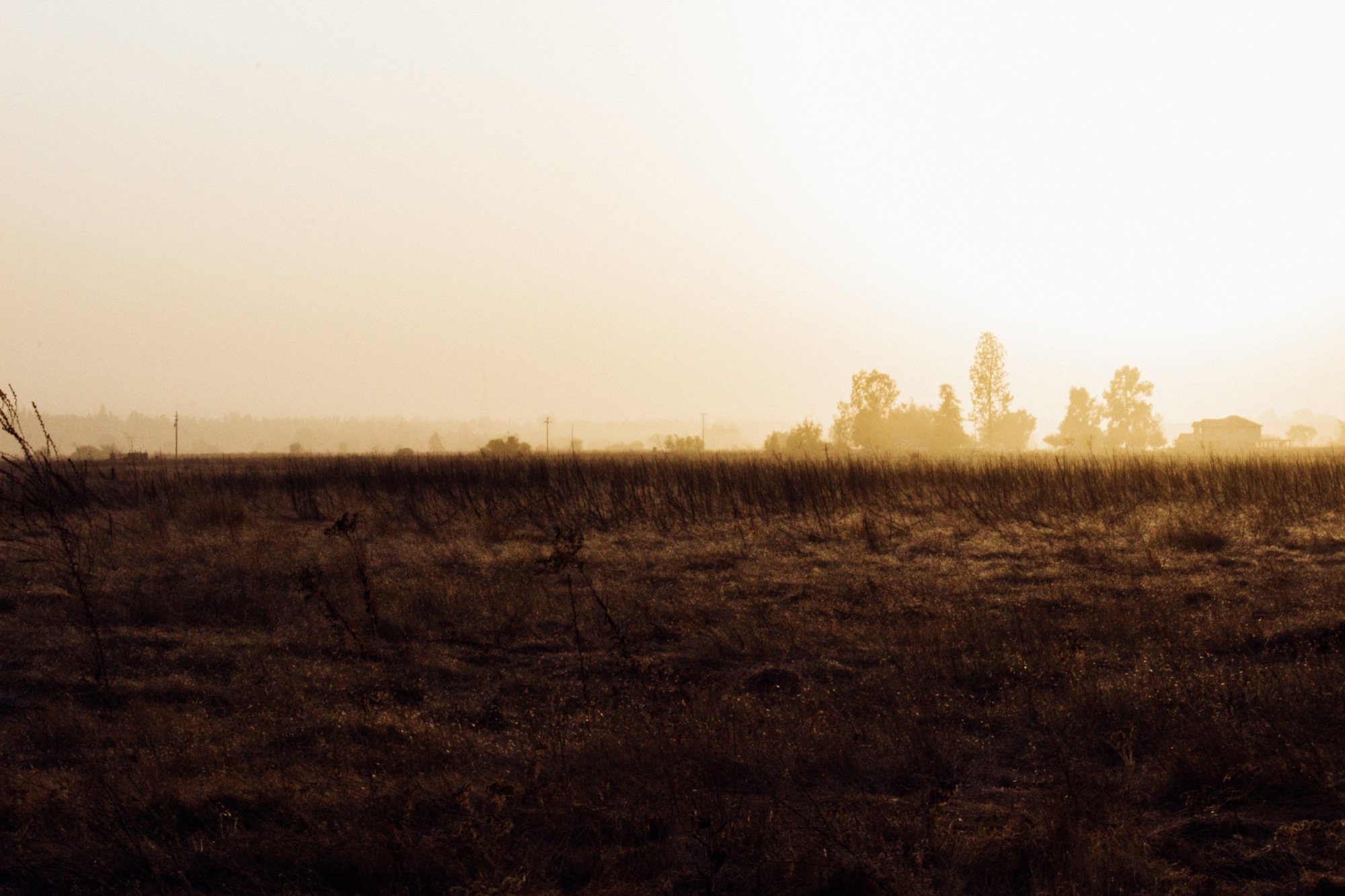 a dry field glows gold under the sun and dust of the central valley