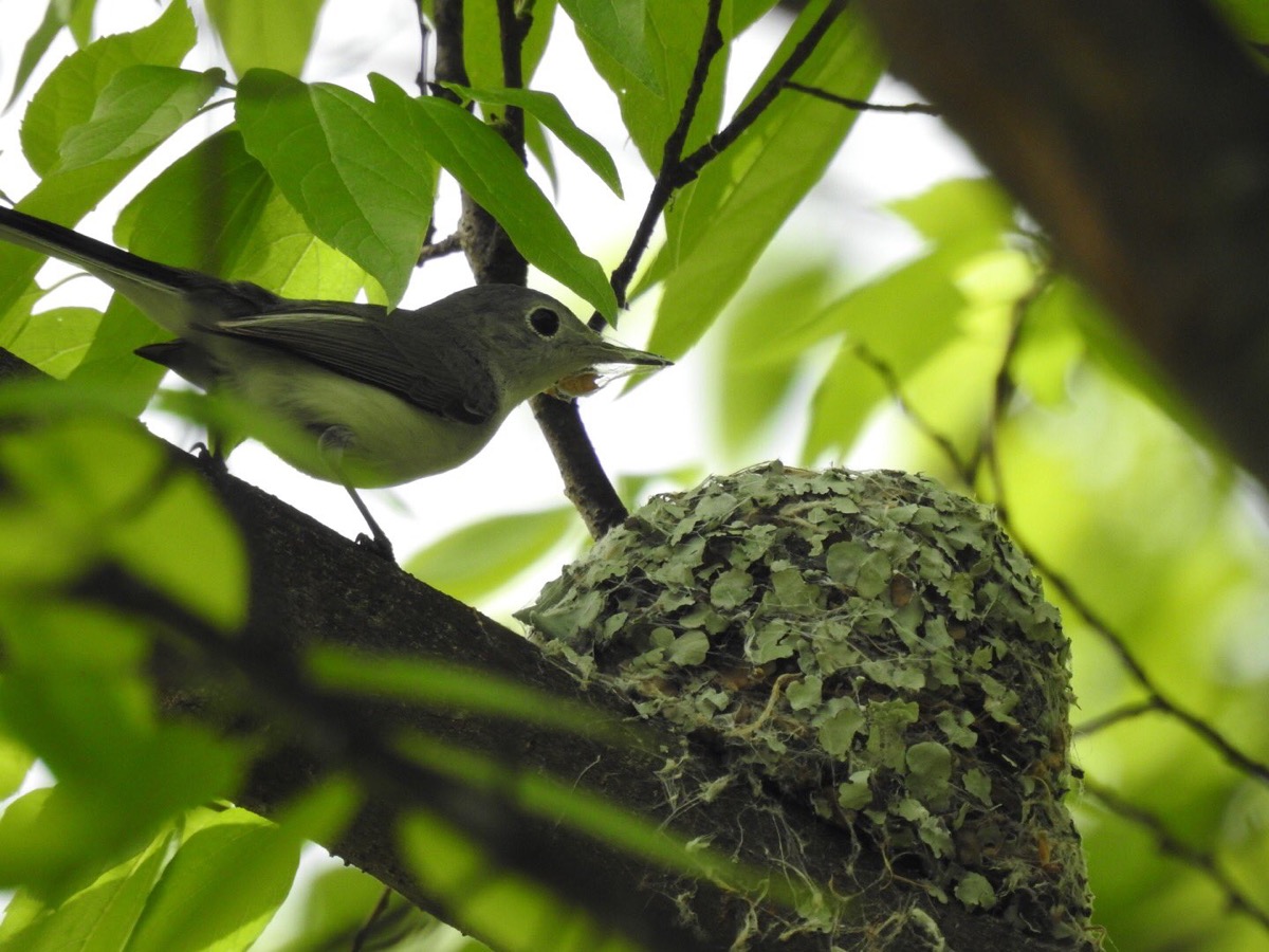 a small green-looking bird under a leafy tree next to a puffy round nest of leaves