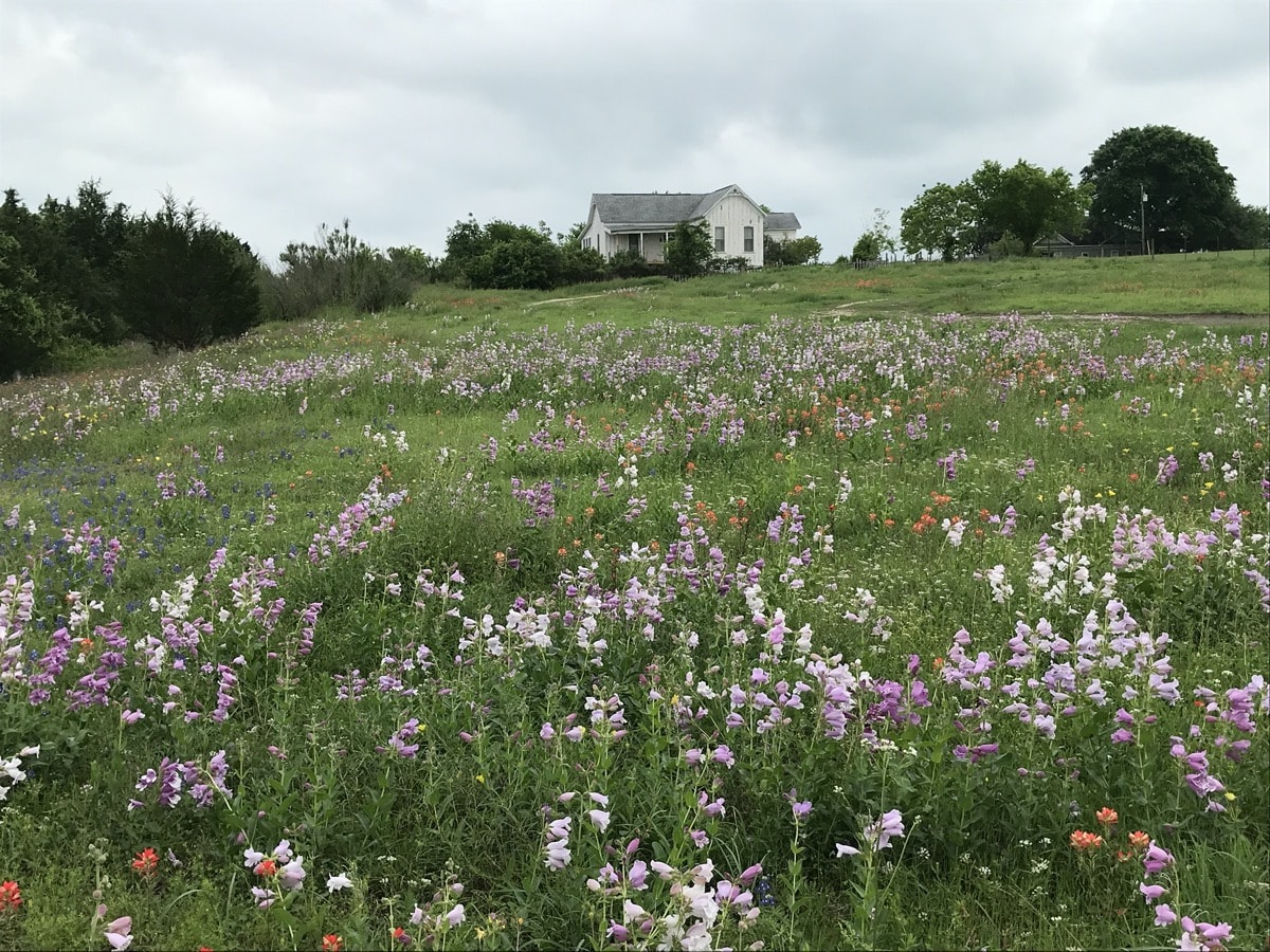 a field of flowers. in the distance there's a house