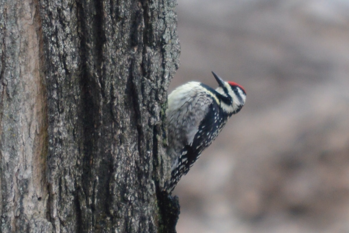 a bird on the trunk of a tree