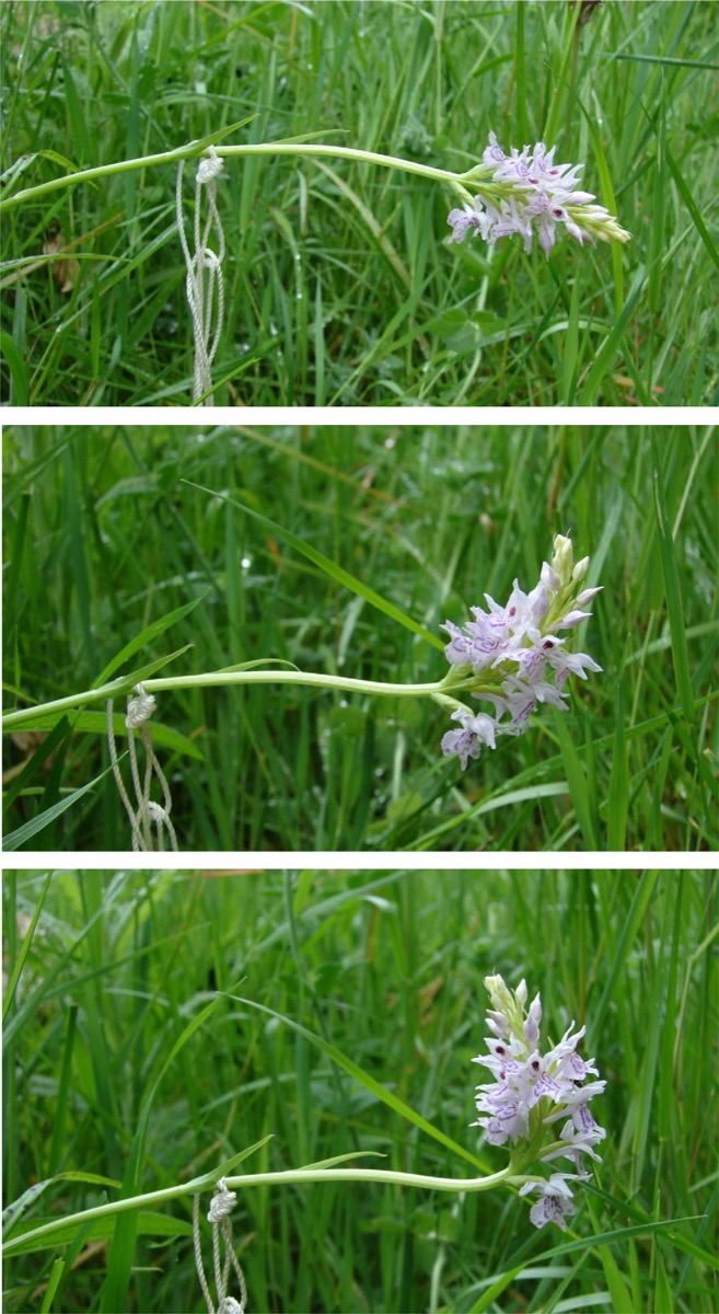 three images of the same flower. the first flower is bent with with the buds horizontal with the stem. the second image shows the buds begin to tilt up. the third image the buds are all completely tilted up towards the sun