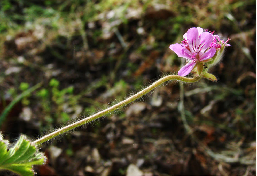 a pink flower reorients its bud upwards while its stem is horizontal