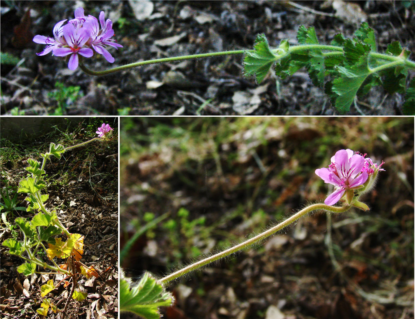 three images of pink and purple flowers. they are bent horizontally but the buds all reorient up