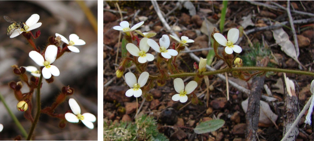 two images of the same white flower. on the left the flowers and stems stand upright. on the right, the stems are bend horizontally and the buds still face upwards