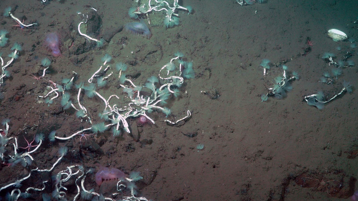 a colored image of the seafloor. there are clusters of white tubular organisms with turquoise blue tufts of thin filaments