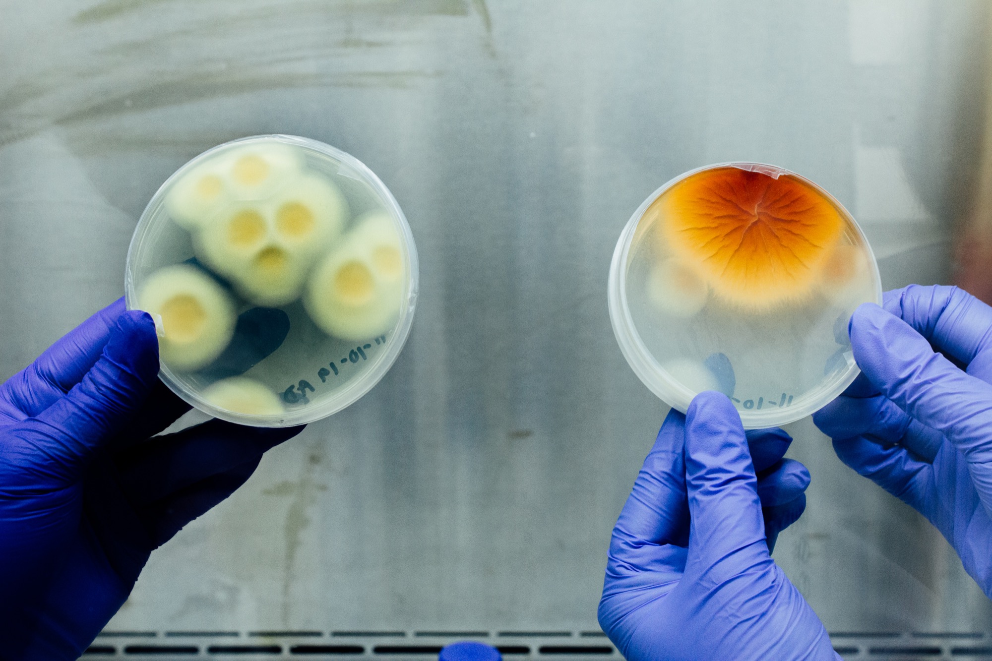 hands holding up two petri dishes, one filled with white and yellow spores and the other with a blooming yellow and orange spore