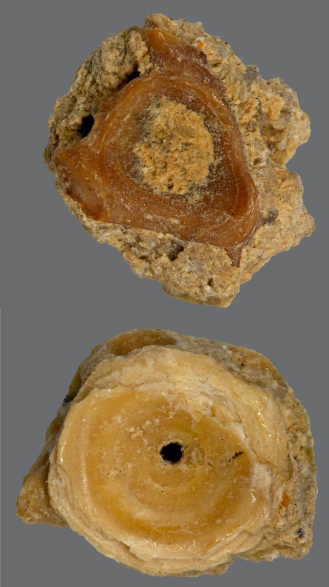 fossils of eel vertebraes, which appear are circular discs 