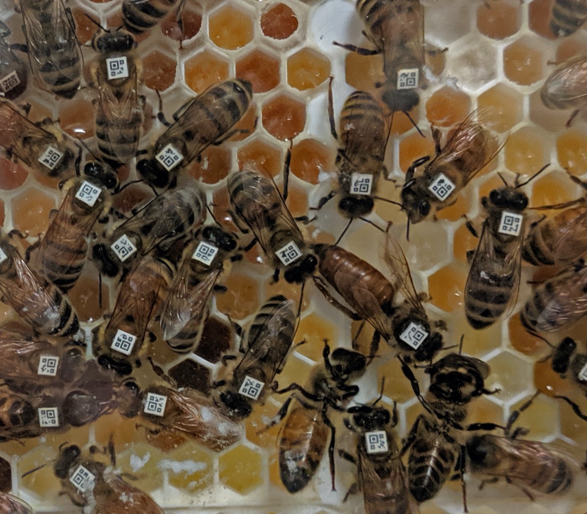 a colony of honey bees on a honeycomb. all the bees have little barcodes on their backs