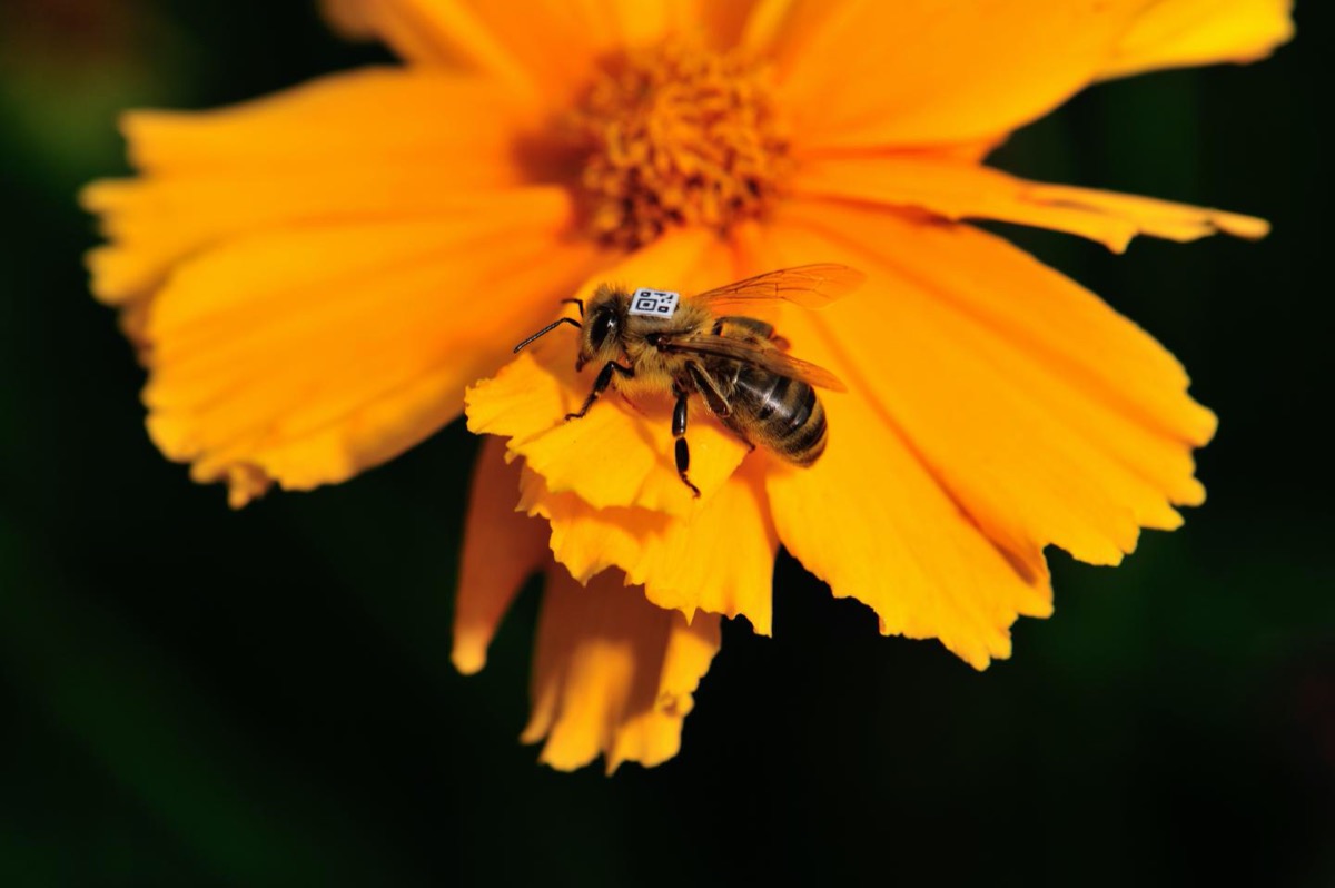 a honey bee with a square barcode on its back on an orange flower