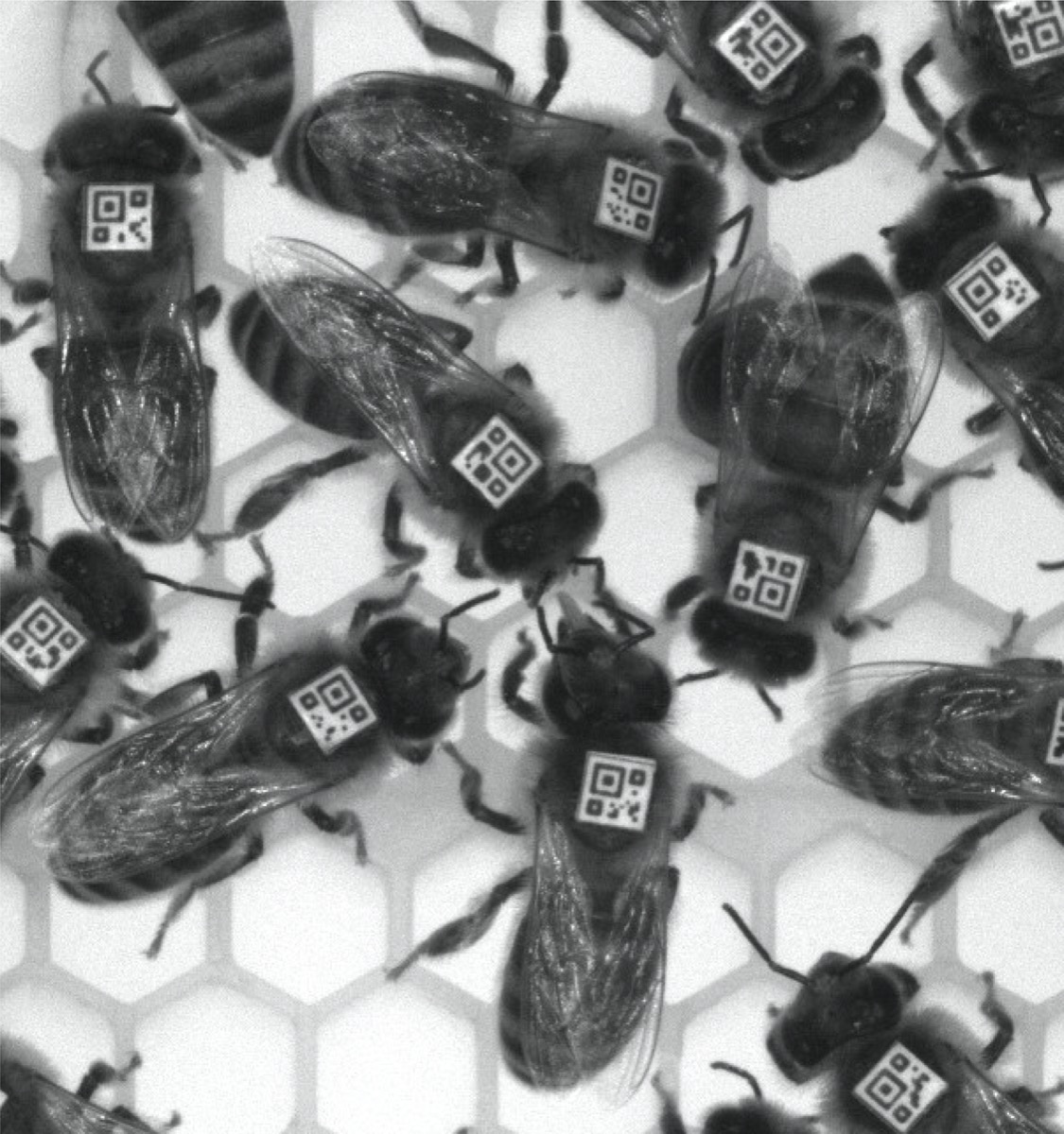 black and white photo of honey bees. they all have little square barcodes on their backs