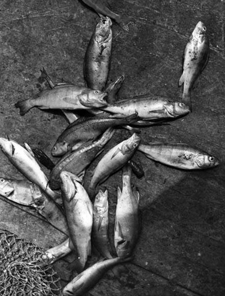 a black and white photo of dead fish