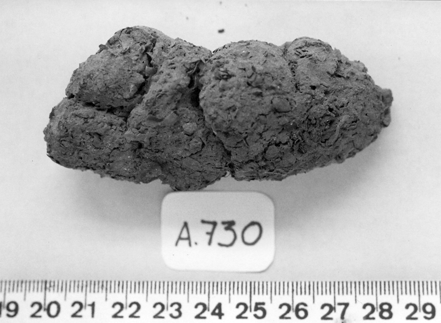 a black and white photo of human poop with ruler underneath it