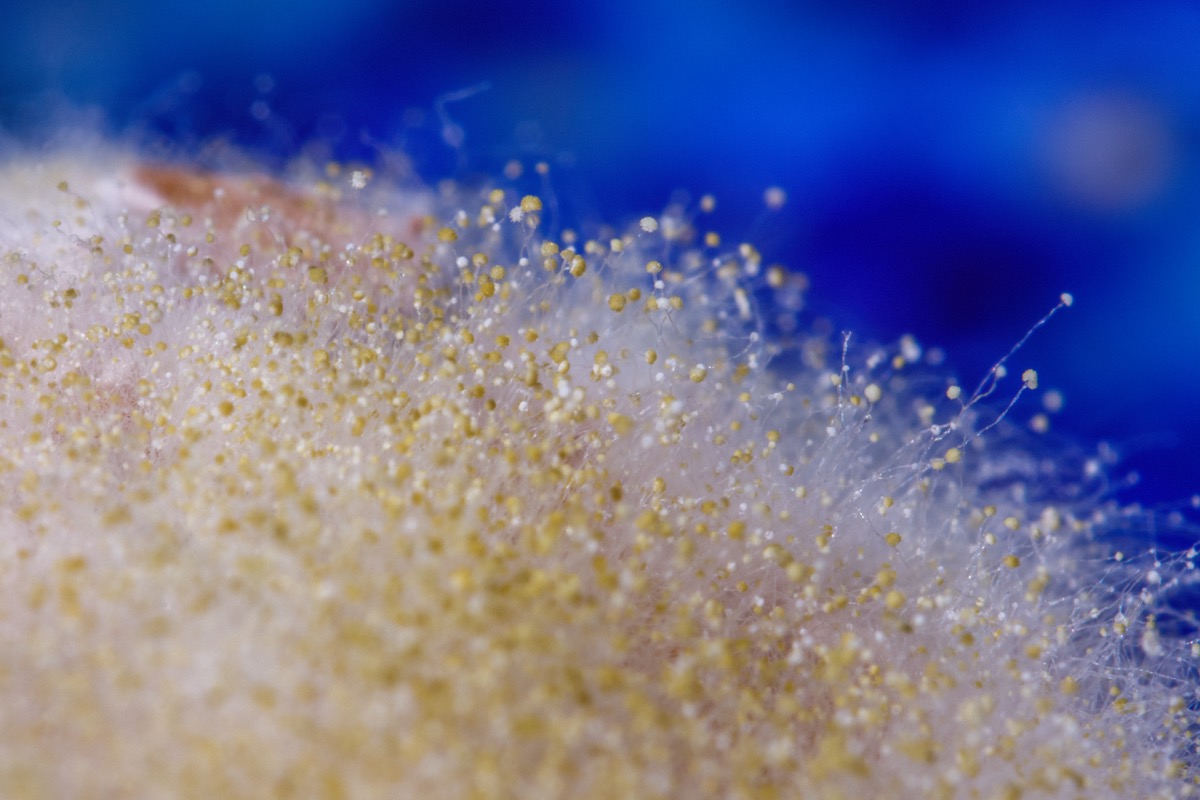 a close up of tiny beads attached to long white strands. they are the fruiting bodies of the mold