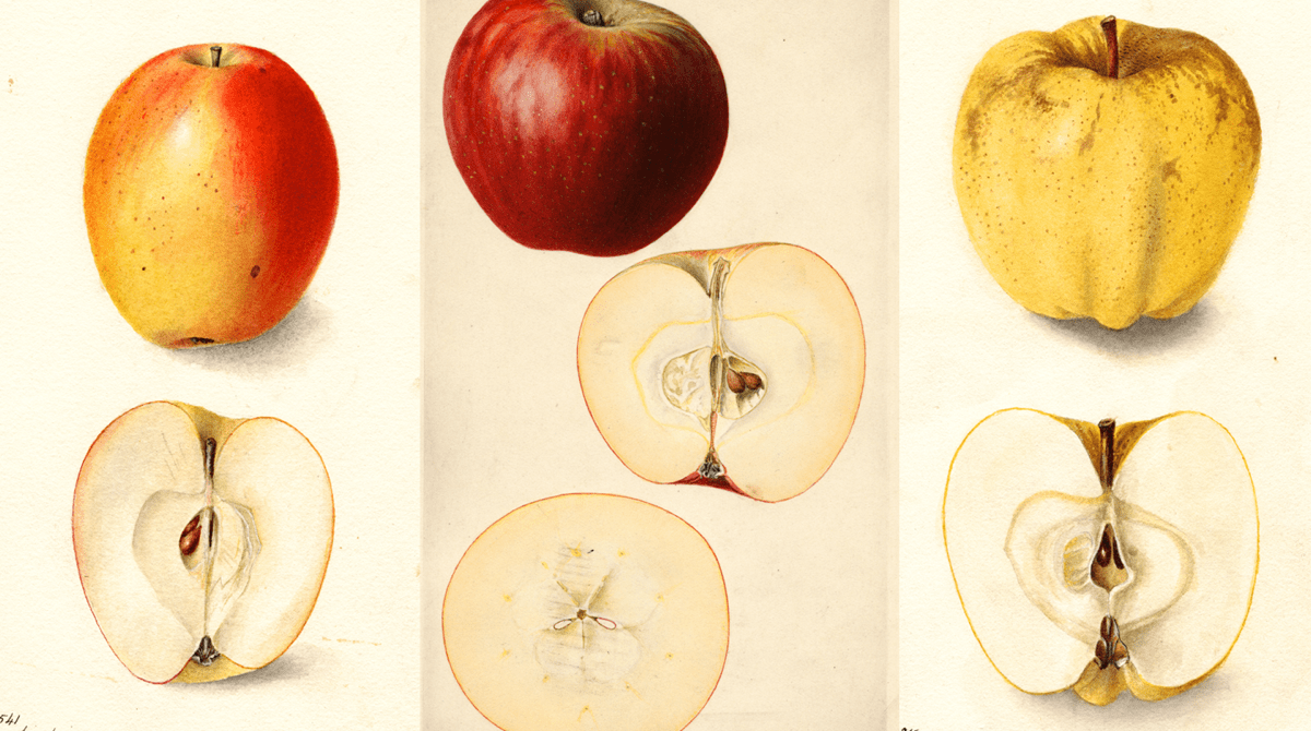 three watercolor paintings of apples that each show the apples cut in half. on the left is a orange-red apple. in the middle is a bright red apple. on the right is a yellow apple speckled brown