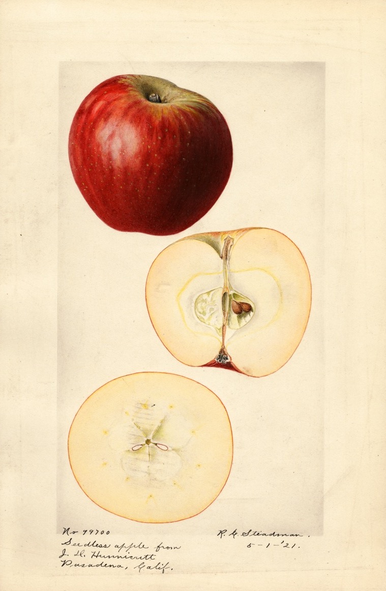 watercolor of a bright red apple. below are two views of the apple cut in half